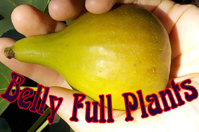 BellyFullPlants logo