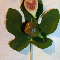 Brown Turkey Fig fruit and leaf